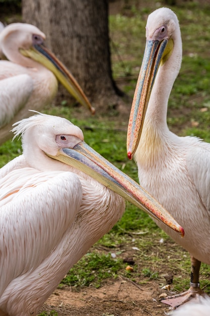 Wilde afrikanische Tiere