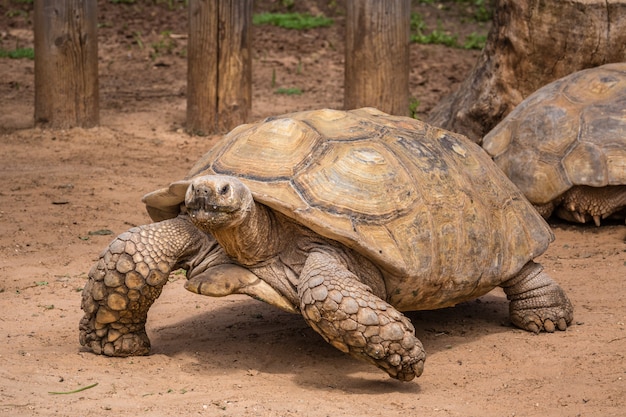 Wilde afrikanische Tiere