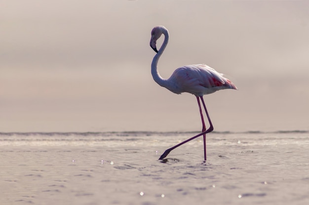 Wilde afrikanische Vögel. Ein Vogel des rosa afrikanischen Flamingos, der um die Lagune herumläuft und nach Nahrung sucht. Namibia