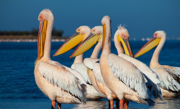 Wilde afrikanische Vögel. Eine Gruppe von mehreren großen rosa Pelikanen steht an einem sonnigen Tag in der Lagune