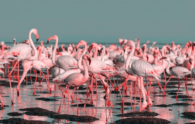 Wilde afrikanische Vögel Gruppe großer weißer Flamingos im Atlantik an einem sonnigen Tag