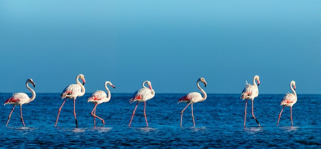 Wilde afrikanische Vögel. Gruppenvögel von rosa afrikanischen Flamingos, die an einem sonnigen Tag durch die blaue Lagune spazieren. Namibia