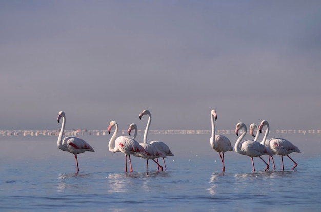 Wilde afrikanische Vögel Gruppieren Sie Vögel von rosa Flamingos, die an einem sonnigen Tag um die blaue Lagune spazieren