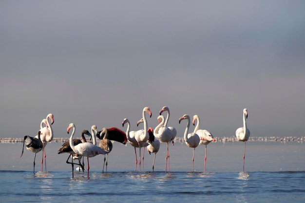 Wilde afrikanische Vögel Gruppieren Sie Vögel weißer afrikanischer Flamingos, die an einem sonnigen Tag um die blaue Lagune spazieren