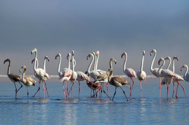 Wilde afrikanische Vögel Gruppieren Sie Vögel weißer afrikanischer Flamingos, die an einem sonnigen Tag um die blaue Lagune spazieren