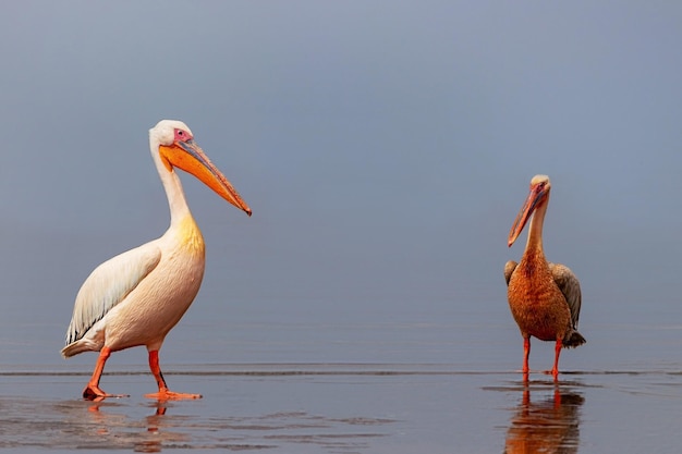 Wilde afrikanische Vögel Zwei große rosafarbene Pelikane und ihre Spiegelung im klaren Wasser der Lagune