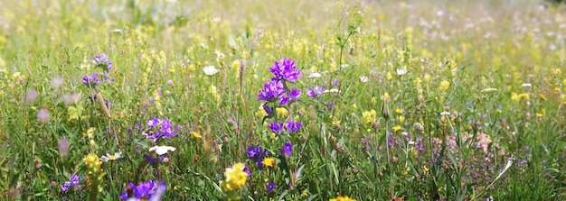 Wilde Alpenblumen, die auf einer Wiese im Alpenberg blühen