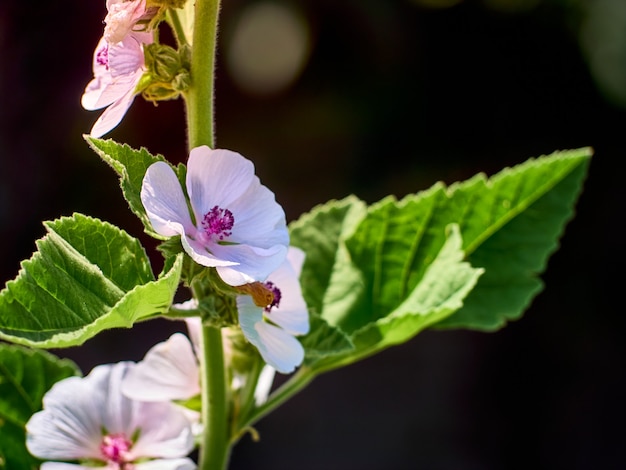 Wilde Althaea officinalis im Garten.