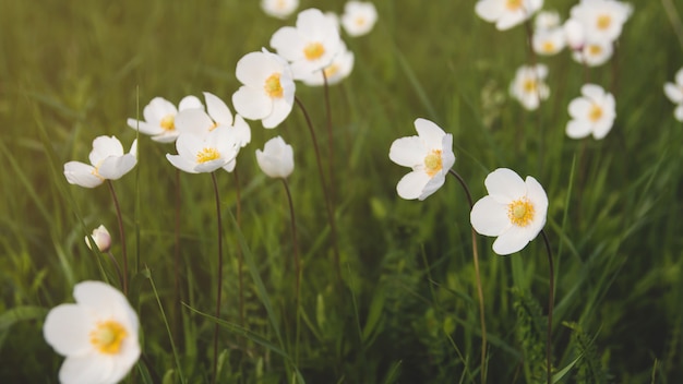 Wilde Anemonenblumen auf dem Feld.