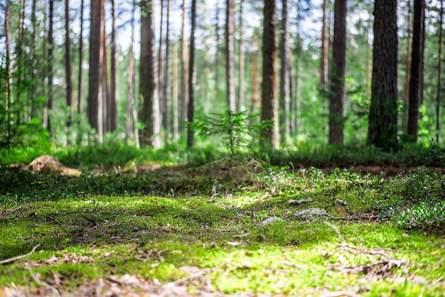 Foto wilde bäume im wald