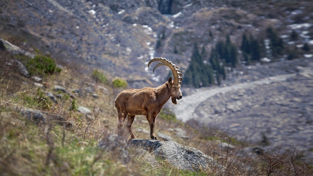 Foto wilde bergziege in den bergen kirgisistans