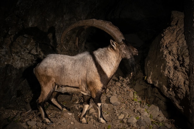 Wilde Bezoarziege im Naturlebensraum Bezoar Ibex Capra aegagrus