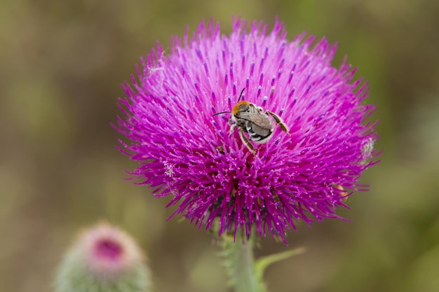 Wilde Biene auf einer hellrosa Blume