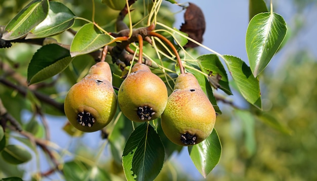 Wilde Birnenfrüchte auf ihrem Zweig