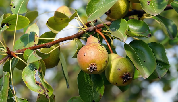 Wilde Birnenfrüchte auf ihrem Zweig