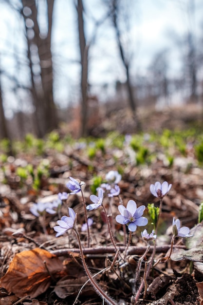 Wilde blaue Blumen, die auf dem Wald wachsen