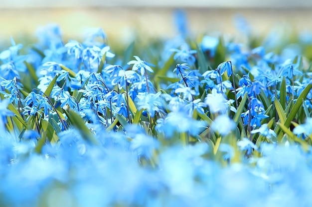 wilde blaue Frühlingsblumen, kleine Blumen der Wildblumen, unscharfer abstrakter Hintergrund viele Blumen