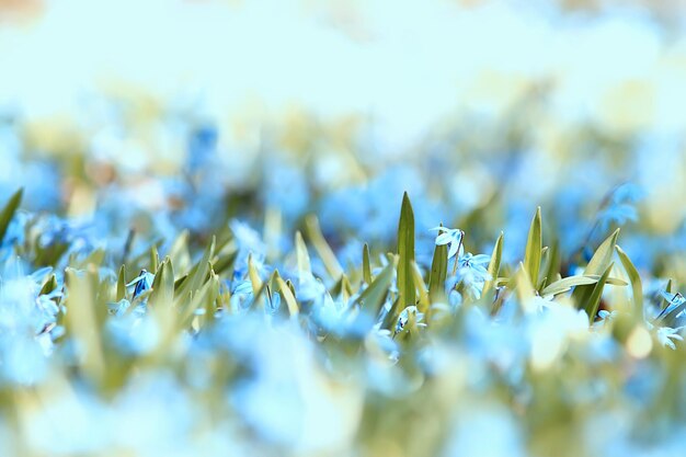 wilde blaue Frühlingsblumen, kleine Blumen der Wildblumen, unscharfer abstrakter Hintergrund viele Blumen