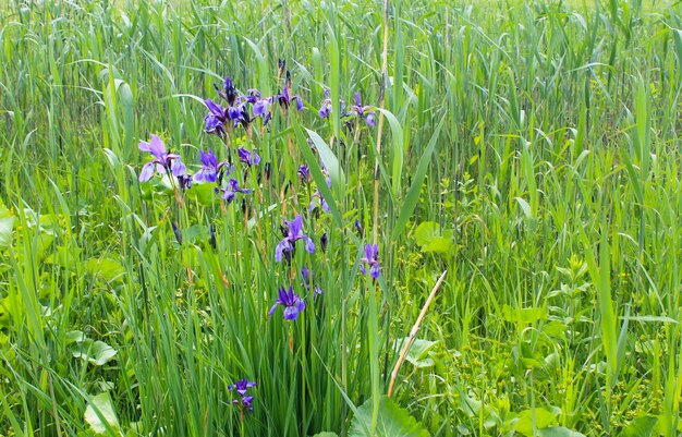 Wilde blaue Irisblumen