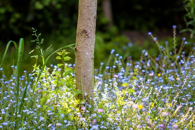 Wilde blaue und gelbe kleine Blumen, die unter Baumstamm blühen