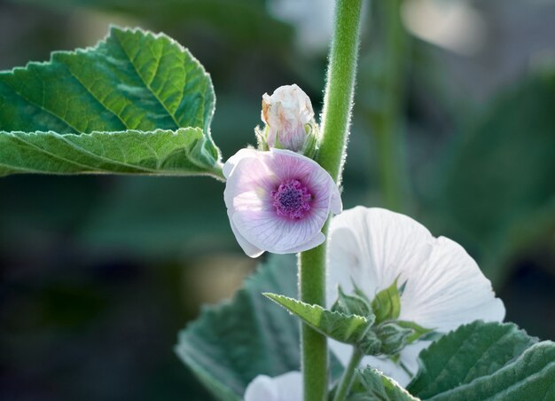 Wilde Blume Althaea officinalis im Garten