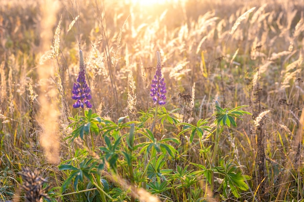 Wilde Blume auf Herbstwiese