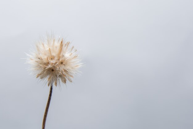 Wilde Blume des bunten Hintergrundes