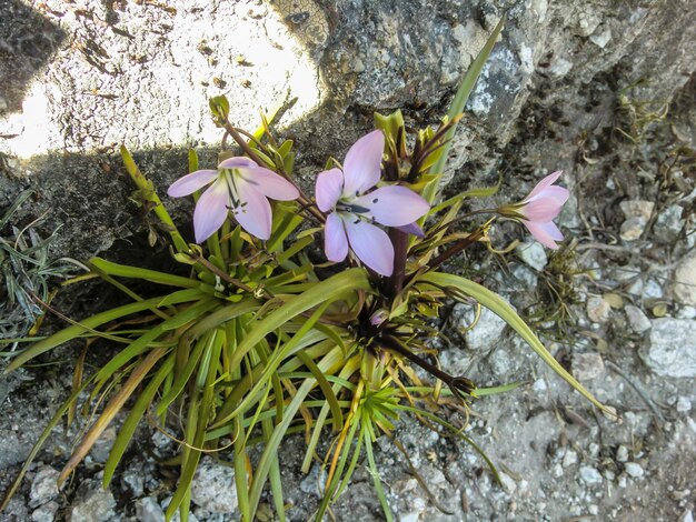 Wilde Blume in den peruanischen Anden