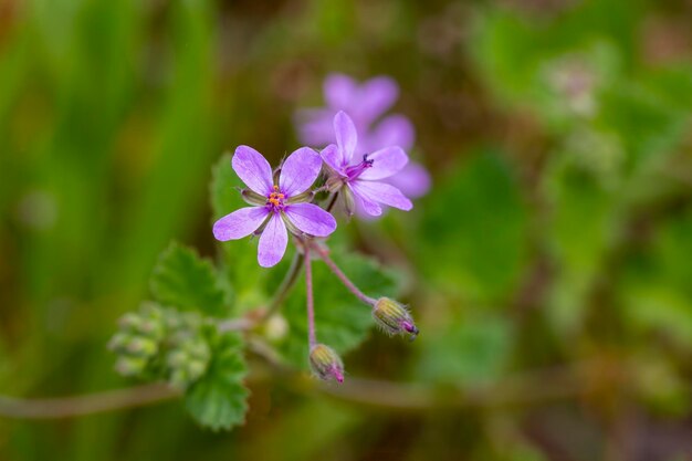 Wilde Blume in der Natur, wissenschaftlicher Name; Erodium malacoides