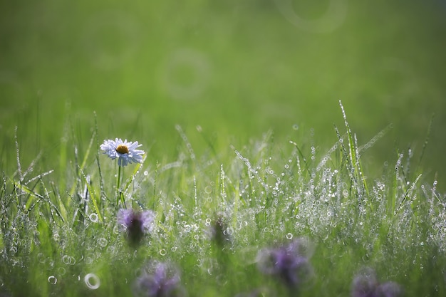 Wilde Blume. Kleine Blumen auf einem grünen Wiesenfrühling.