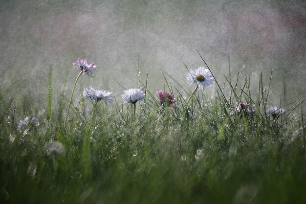 Wilde Blume. Kleine Blumen auf einem grünen Wiesenfrühling.