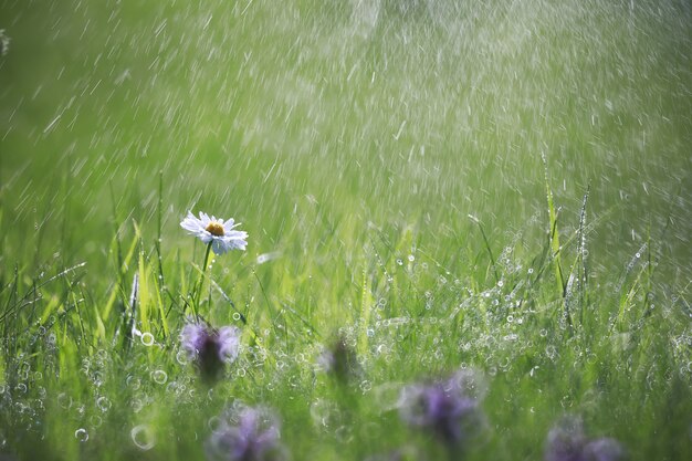 Wilde Blume. Kleine Blumen auf einem grünen Wiesenfrühling.