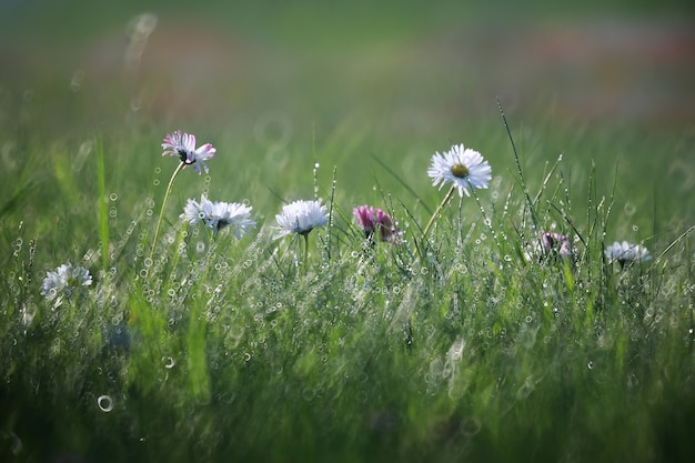 Wilde Blume. Kleine Blumen auf einem grünen Wiesenfrühling.