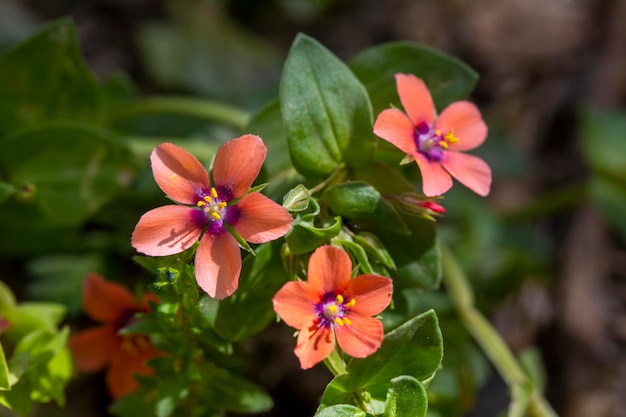 Wilde Blume; wissenschaftlicher Name; Lysimachia arvensis