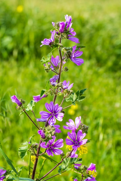 Wilde Blume, wissenschaftlicher Name; Malve sylvestris