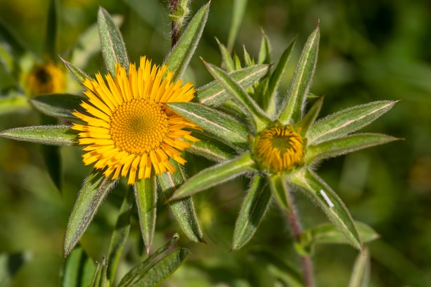 Wilde Blume; Wissenschaftlicher Name; pallenis spinosa