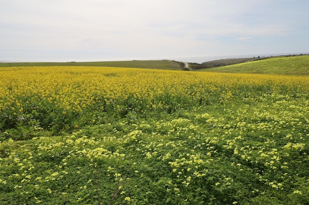 Wilde Blumen auf der Henry Cowell Ranch in Kalifornien