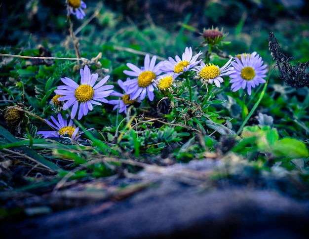 wilde Blumen auf der Wiese