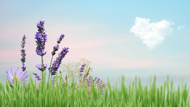 wilde Blumen auf grünem wildem Feld auf vorderer blauer Sommerhimmelnatur-Landschaftsfahnenschablone, Kopie