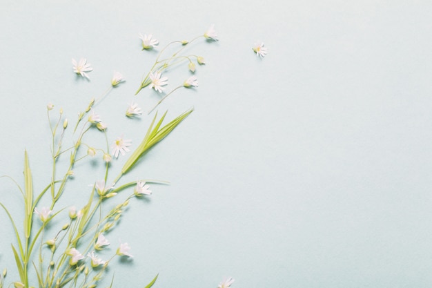 Wilde Blumen auf Papierhintergrund