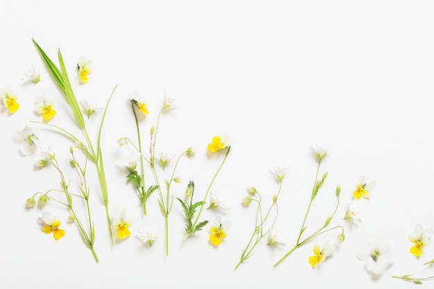 Wilde Blumen auf weißem Hintergrund