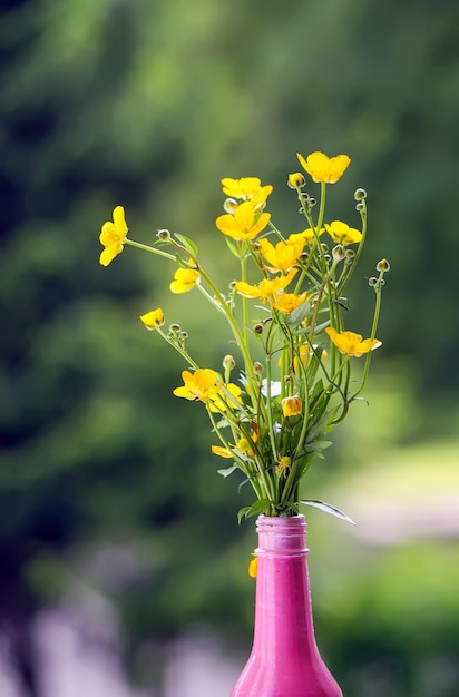 Wilde Blumen der gelben Ranunculus