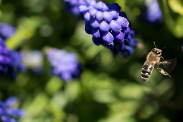 Wilde Blumen in der Natur