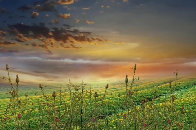 wilde Blumen orange Himmel Sonnenuntergang und Kräuter auf der grünen Wiese in der Landschaft Sonnenlicht Naturlandschaft