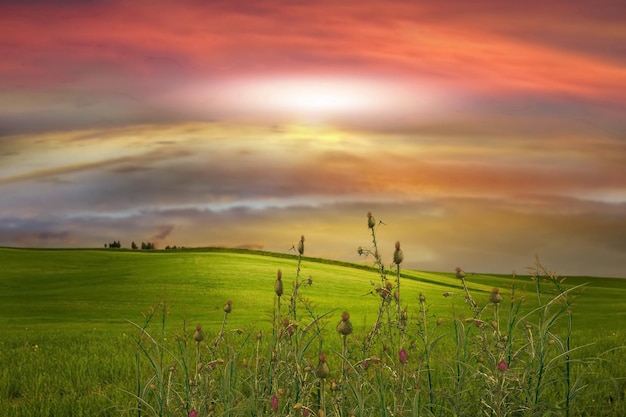 wilde Blumen orange Himmelsonnenuntergang und -kräuter am grünen Feld in der Landschaftsnaturlandschaft