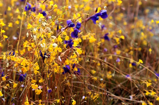 wilde Blumen, Thailand