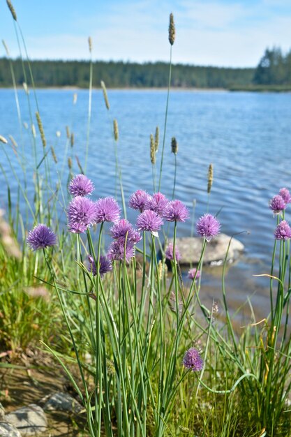 Wilde Blumen vor dem Hintergrund des nördlichen Flusses