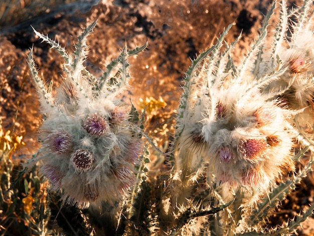 Wilde Blumen