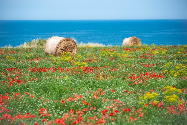 Wilde Blumenwiese am Meer in sommerlicher Naturlandschaft