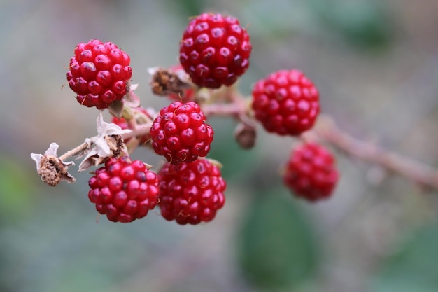 Wilde Brombeeren im Reifeprozess